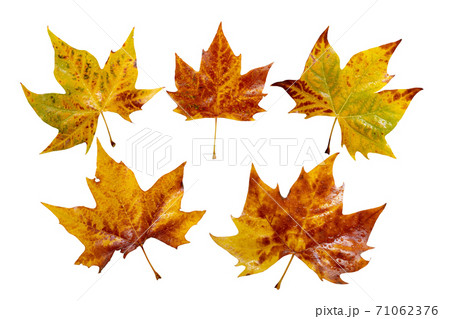 Autumn yellow plane tree leaves with water drops set isolated on white. Autumn yellow plane tree leaves with water drops set isolated on white. 71062376