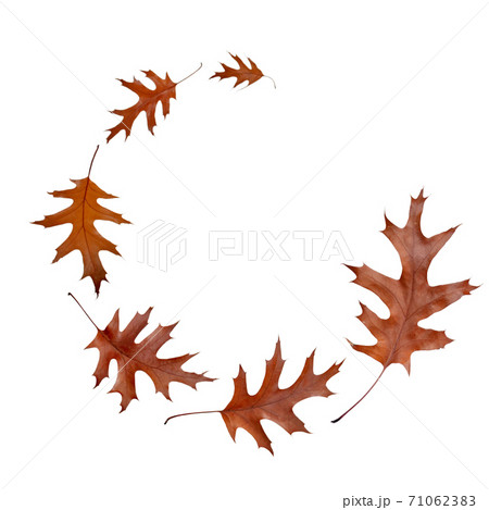 Flying autumn dry brown oak leaves spiral isolated on white. Flying autumn dry brown oak leaves spiral isolated on white. 71062383