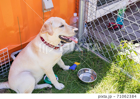 水を飲む犬 71062384