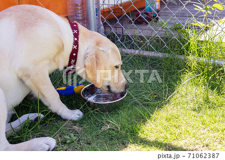 水を飲む犬 71062387