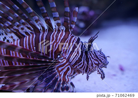 水族館 水族館 71062469