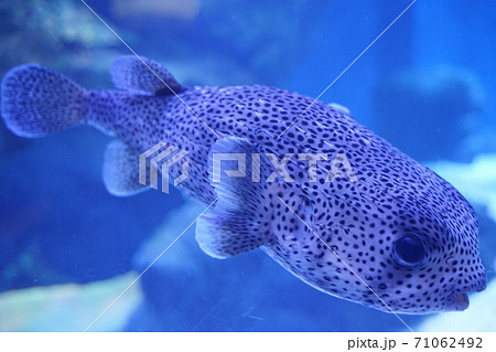 水族館 水族館 71062492