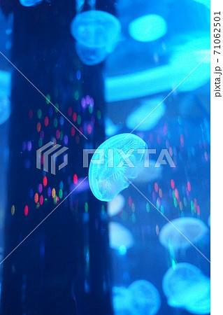 水族館 水族館 71062501