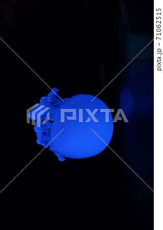 水族館 水族館 71062515