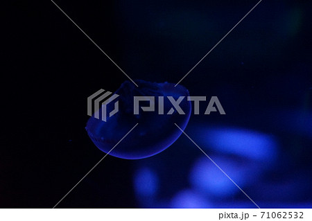 水族館 水族館 71062532