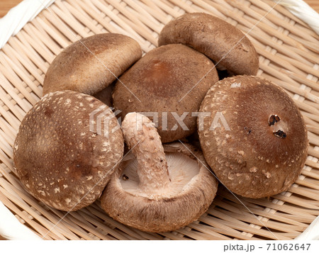 シイタケ 71062647