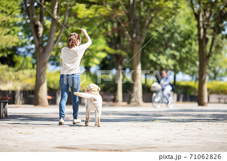 犬の散歩 犬の散歩 71062826