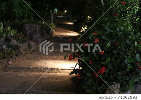 沖縄三大名花である赤いサンダンカが咲く夜の散歩道 沖縄三大名花である赤いサンダンカが咲く夜の散歩道 71062993