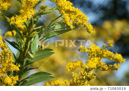 生き物　昆虫　ハラビロカマキリ、晩秋のメス。セイタカアワダチソウで待ち伏せ。攻撃擬態のお手本です 71063019