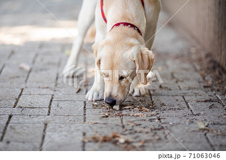 ラブラドール・レトリバー ラブラドール・レトリバー 71063046