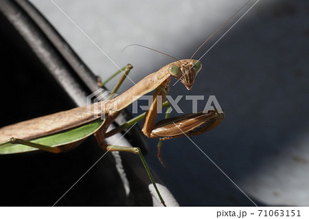 秋のカマキリの写真素材 [71063151] - PIXTA