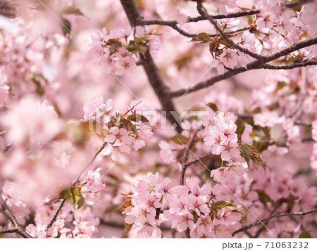 旭山記念公園　桜 71063232