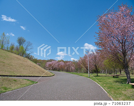 旭山記念公園 桜 旭山記念公園 桜 71063237