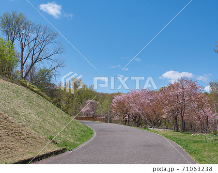 旭山記念公園　桜 71063238
