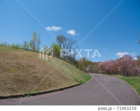 旭山記念公園　桜 71063239