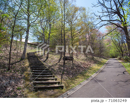 旭山記念公園 桜 旭山記念公園 桜 71063249