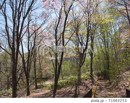旭山記念公園 桜 旭山記念公園 桜 71063253
