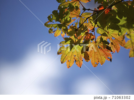 紅葉もみじとカエデ 71063302