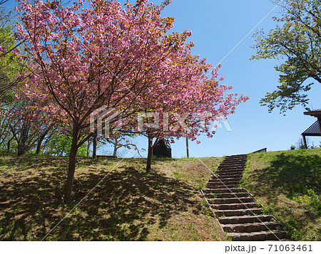 旭山記念公園 桜 旭山記念公園 桜 71063461