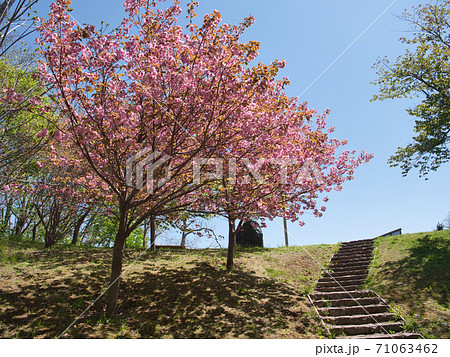 旭山記念公園　桜 71063462