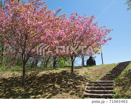 旭山記念公園 桜 旭山記念公園 桜 71063463