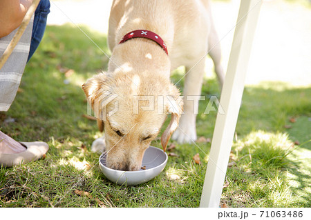 餌を食べる犬 餌を食べる犬 71063486