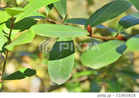 樹木:ウンナンオガタマ モクレン科  樹木:ウンナンオガタマ モクレン科  71063818