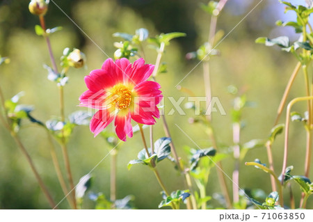 秋の公園 ダリアの花 秋の公園 ダリアの花 71063850