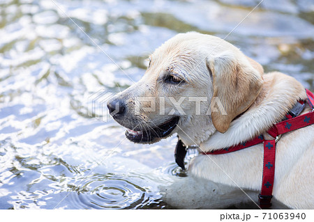 泳ぐ犬の写真素材