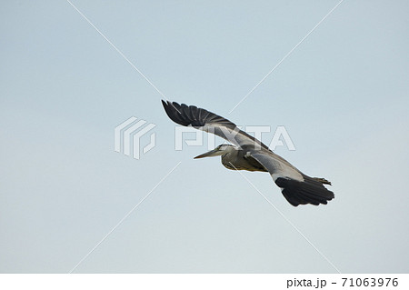 飛行する青鷺 飛行する青鷺 71063976