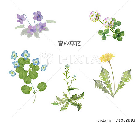 春の草花の水彩画セットのイラスト素材 [71063993] - PIXTA
