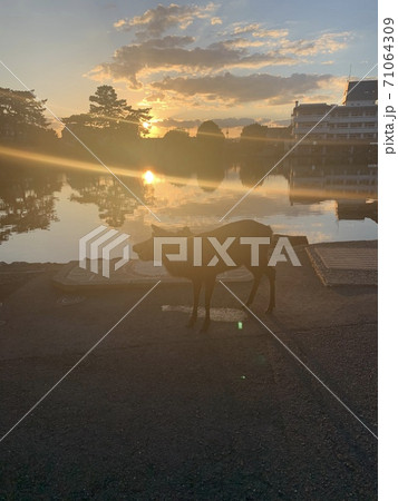 奈良の夕焼けと鹿 奈良の夕焼けと鹿 71064309