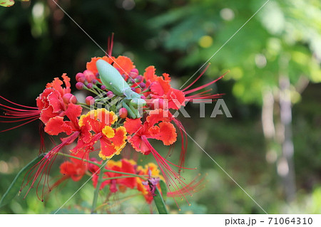 沖縄三大名花の赤いオオゴチョウの花の中にひっそりと隠れるカマキリの写真素材
