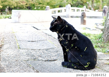 藪から出てきて葉っぱ塗れの黒猫 藪から出てきて葉っぱ塗れの黒猫 71064352