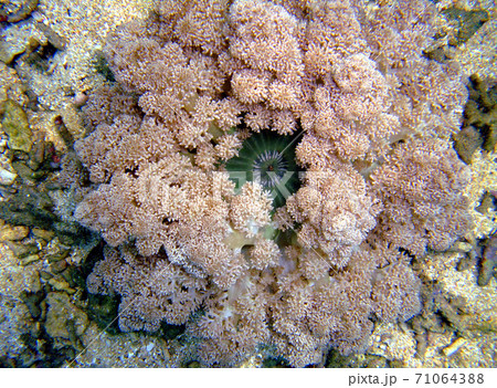 ハナブサイソギンチャク 71064388