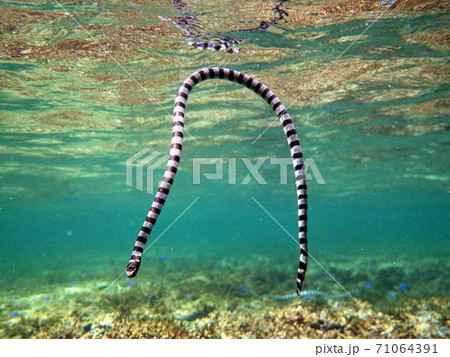 ウミヘビ 71064391