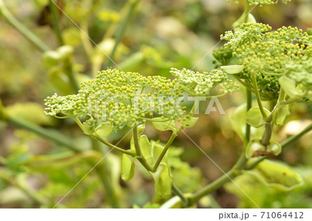 植物 シシウド セリ科の写真素材