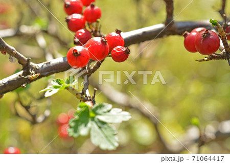 樹木：ヤブサンザシ　ユキノシタ科 71064417