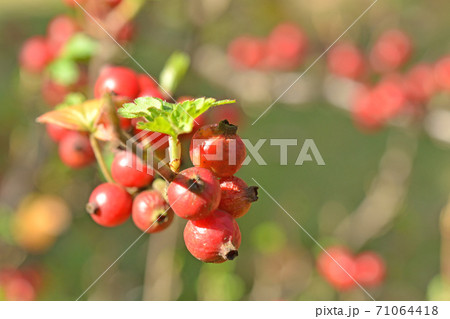 樹木：ヤブサンザシ　ユキノシタ科 71064418