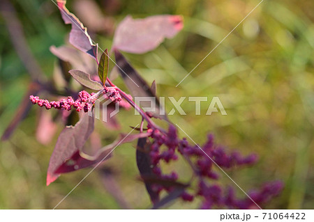 植物：アカザ　アカザ科 71064422