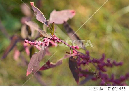 植物:アカザ アカザ科 植物:アカザ アカザ科 71064423