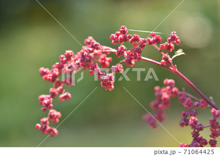植物：アカザ　アカザ科 71064425