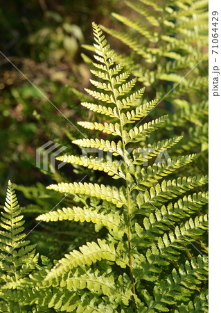 植物:イシカグマ コバノイシカグマ科 植物:イシカグマ コバノイシカグマ科 71064429