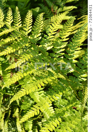 植物：イシカグマ　コバノイシカグマ科 71064431