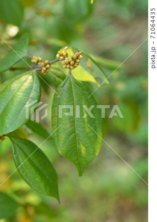 樹木:テンダイウヤク クスノキ科 樹木:テンダイウヤク クスノキ科 71064435