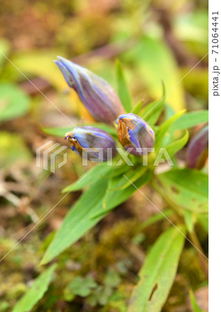 植物:リンドウ リンドウ科 植物:リンドウ リンドウ科 71064441