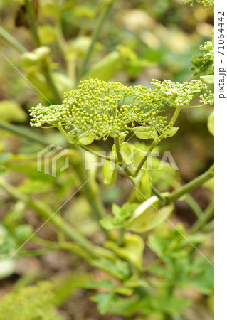 植物：シシウド　セリ科 71064442