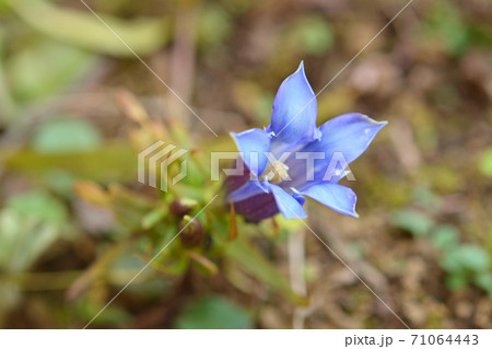植物 リンドウ リンドウ科の写真素材