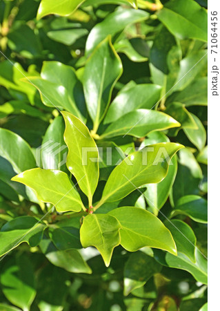 樹木：シキミ　シキミ科 71064456