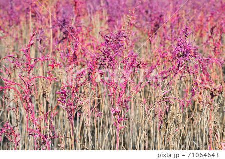 佐賀市　東よか干潟の風景 71064643